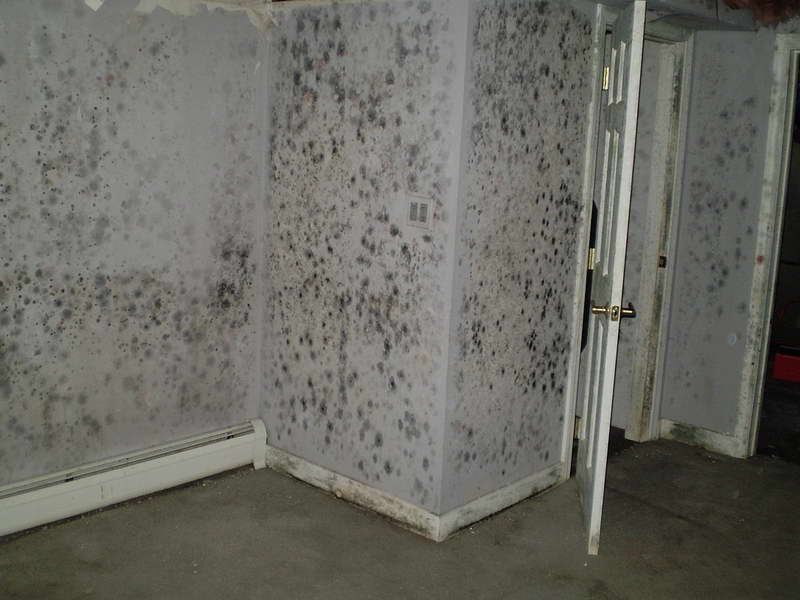 remove basement mold, Hamilton