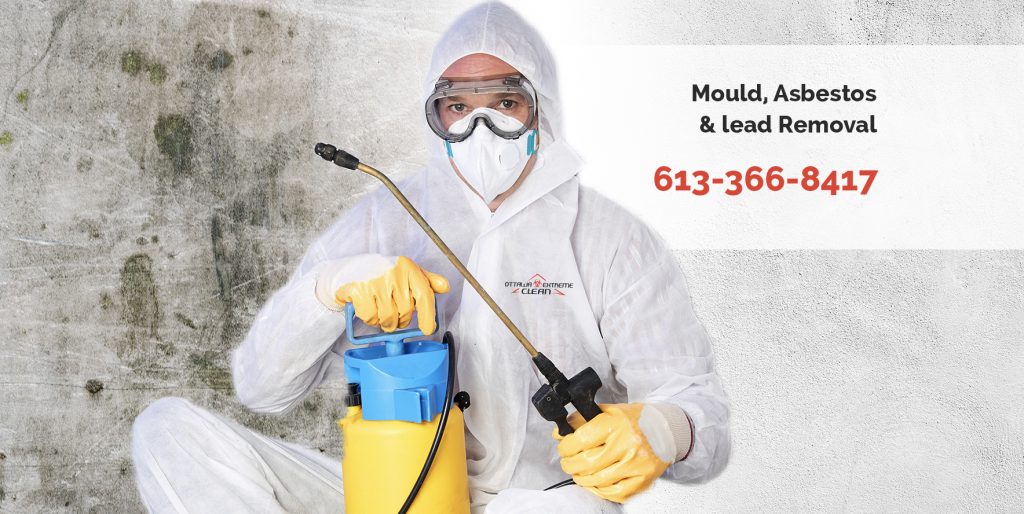 mold removal services, Hamilton